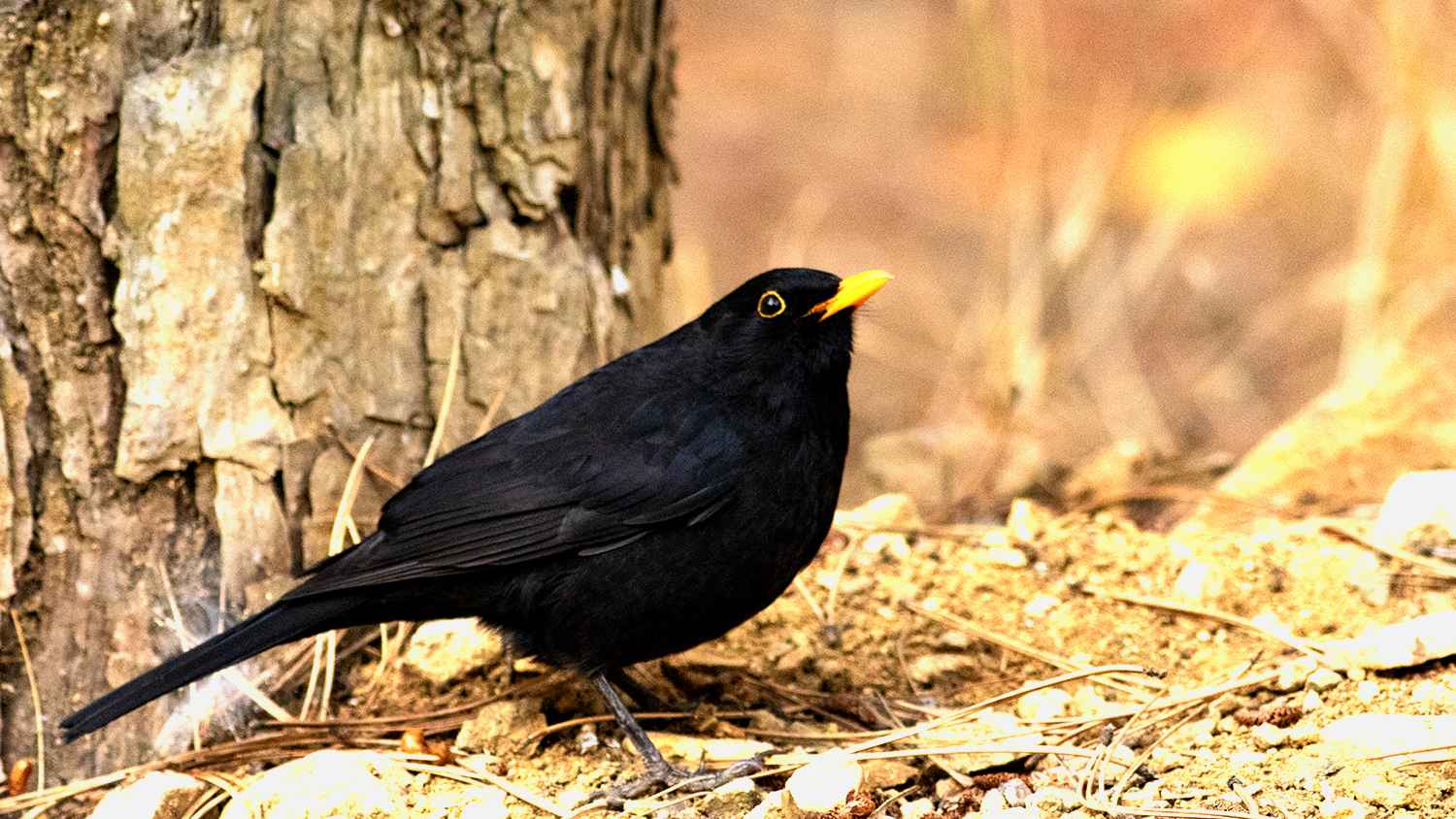 Eurasian Blackbird